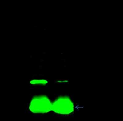 Immunoprecipitation: CTAGE1 Antibody [NBP2-99272]