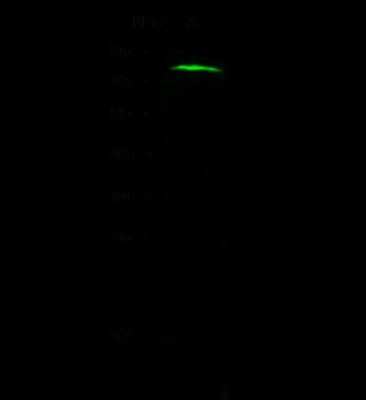 Western Blot: CTAGE1 Antibody [NBP2-99272]