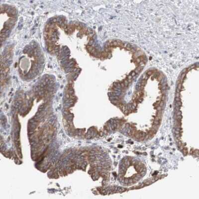 Immunohistochemistry-Paraffin: CTAGE5 Antibody [NBP1-85391]
