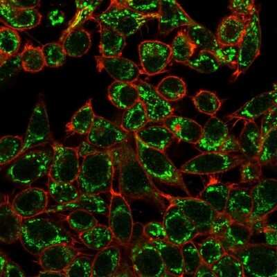 Immunocytochemistry/ Immunofluorescence: CTBP2 Antibody (PCRP-CTBP2-1A9) - C-terminus - Azide and BSA Free [NBP3-08549]