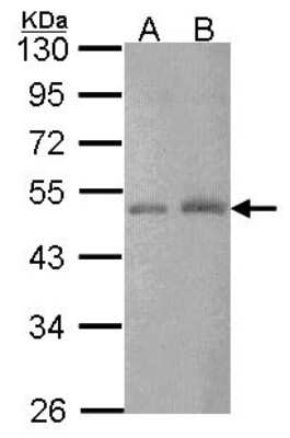 Western Blot: CTBP2 Antibody [NBP2-16024]