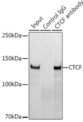 Immunoprecipitation: CTCF Antibody (4W9B0) [NBP3-15795]