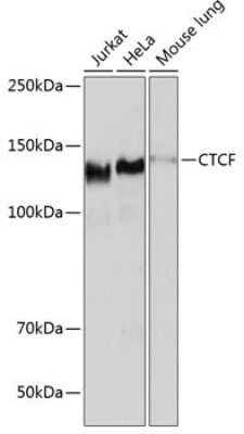 Western Blot: CTCF Antibody (4W9B0) [NBP3-15795]