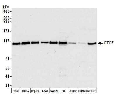 Western Blot: CTCF Antibody (BLR041F) [NBP2-76420]