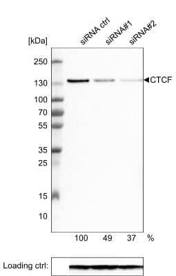 Western Blot: CTCF Antibody (CL0304) [NBP2-52909]