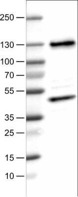 Western Blot: CTCF Antibody (CL0305) [NBP2-52910]