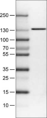 Western Blot: CTCF Antibody (CL0307) [NBP2-52911]