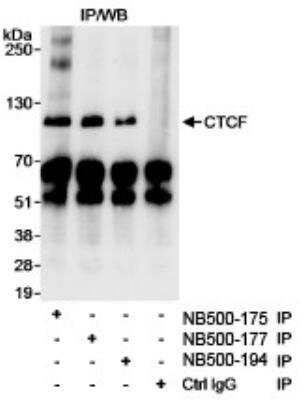 Immunoprecipitation: CTCF Antibody [NB500-175]