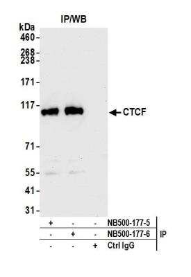Immunoprecipitation: CTCF Antibody [NB500-177]