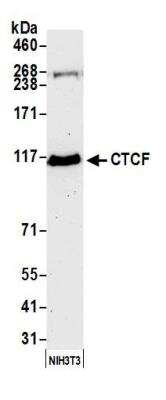 Western Blot: CTCF Antibody [NB500-177]