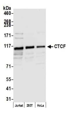 Western Blot: CTCF Antibody [NB500-177]