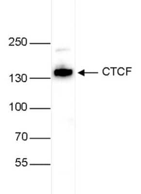 Western Blot: CTCF Antibody [NBP2-59228]