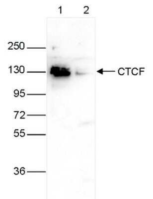 Western Blot: CTCF Antibody [NBP2-59228]