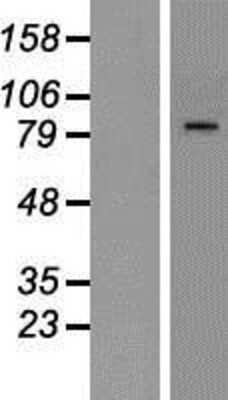 Western Blot: CTCF Overexpression Lysate [NBP2-07605]