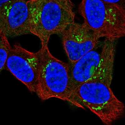 Immunocytochemistry/ Immunofluorescence: PRR36 Antibody [NBP2-49372]