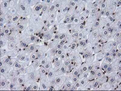 Immunohistochemistry: CTDSP1 Antibody (OTI1B6) - Azide and BSA Free [NBP2-72110]