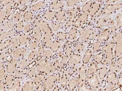 Immunohistochemistry-Paraffin: CTDSP2 Antibody [NBP2-97362]