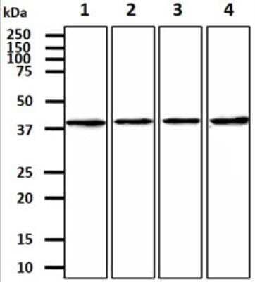 Western Blot: CTGF/CCN2 Antibody (18E7)BSA Free [NBP2-60235]