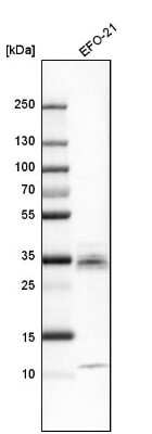 Western Blot: CTGF/CCN2 Antibody [NBP1-86571]