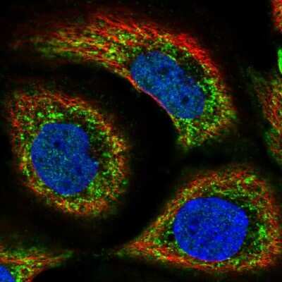 Immunocytochemistry/ Immunofluorescence: CTL1/SLC44A1 Antibody [NBP2-56341]