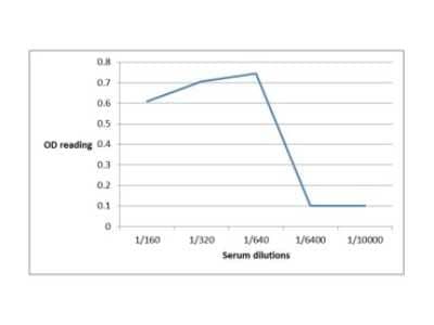 ELISA: CTLA-4 Antibody (L4P2F5*F10) - BSA Free [NBP2-50286]