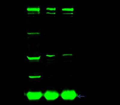 Immunoprecipitation: CTNNA3 Antibody [NBP2-99083]