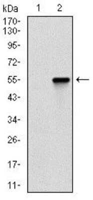 Western Blot: CTNNBL1 Antibody (1E4F5)BSA Free [NBP2-37252]