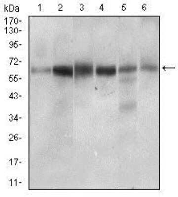 Western Blot: CTNNBL1 Antibody (1E4F5)BSA Free [NBP2-37252]