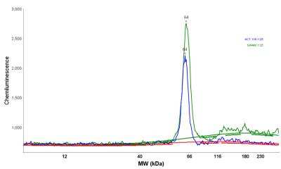 Simple Western: CTNNBL1 Antibody [NBP1-88298]