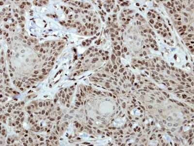 Immunohistochemistry-Paraffin: CTR9 Antibody [NBP2-16031]