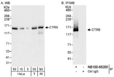 Western Blot: CTR9 Antibody [NB100-68205]