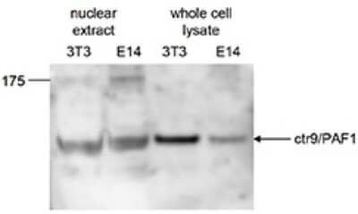 Western Blot: CTR9 Antibody [NBP3-18677]