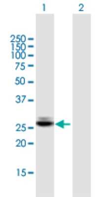 Western Blot: CTRB1 Antibody [H00001504-B01P]