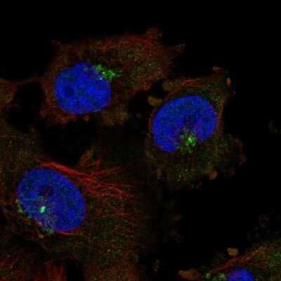 Immunocytochemistry/ Immunofluorescence: CTRP2 Antibody [NBP2-34139]