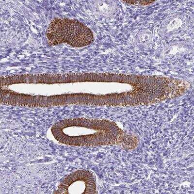 Immunohistochemistry-Paraffin: CTRP2 Antibody [NBP2-34139]