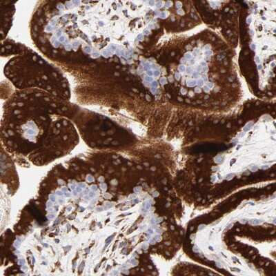 Immunohistochemistry-Paraffin: CTRP6 Antibody [NBP1-85381]