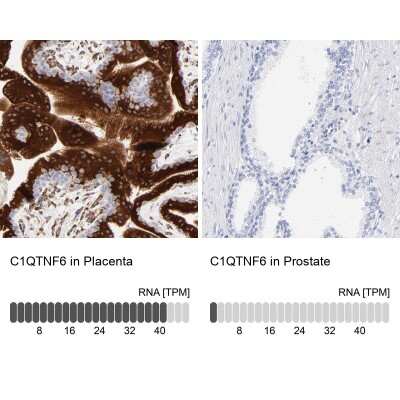 Immunohistochemistry-Paraffin: CTRP6 Antibody [NBP1-85381]