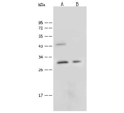 Western Blot: CTRP6 Antibody [NBP2-99566]