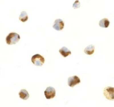 Immunocytochemistry/ Immunofluorescence: CTRP7 Antibody - BSA Free [NBP1-76634]