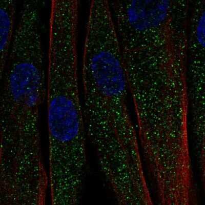 Immunocytochemistry/ Immunofluorescence: CTRP7 Antibody [NBP2-68719]