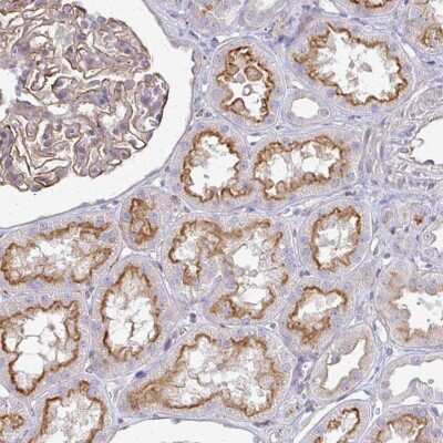 Immunohistochemistry: CTRP7 Antibody [NBP2-37932]