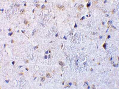 Immunohistochemistry-Paraffin: CTRP7 Antibody - BSA Free [NBP1-76635]