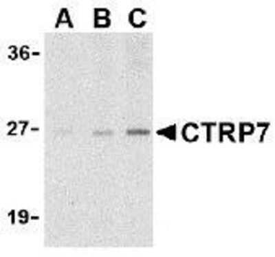 Western Blot: CTRP7 AntibodyBSA Free [NBP1-76635]