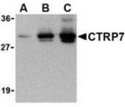 Western Blot: CTRP7 AntibodyBSA Free [NBP1-76672]