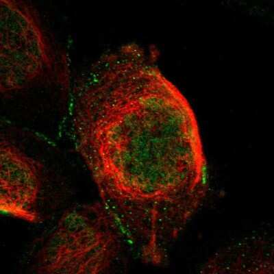 Immunocytochemistry/ Immunofluorescence: CTXN1 Antibody [NBP1-93897]