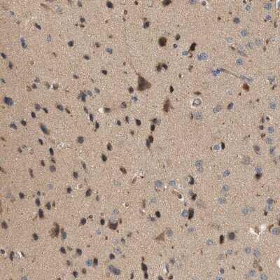 Immunohistochemistry-Paraffin: CTXN1 Antibody [NBP1-93897]
