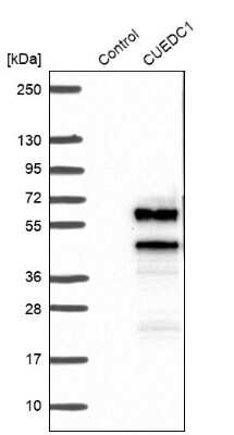 Western Blot: CUEDC1 Antibody [NBP1-86409]