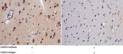 Immunohistochemistry-Paraffin: CUEDC2 Antibody [NBP2-99801]