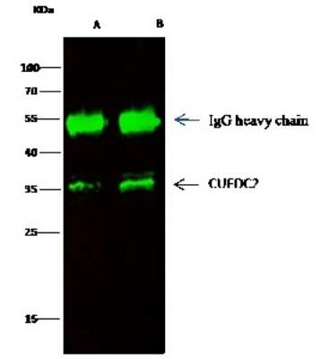 Immunoprecipitation: CUEDC2 Antibody [NBP2-99801]