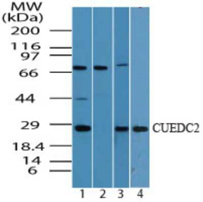 Western Blot: CUEDC2 Antibody [NBP2-24639]